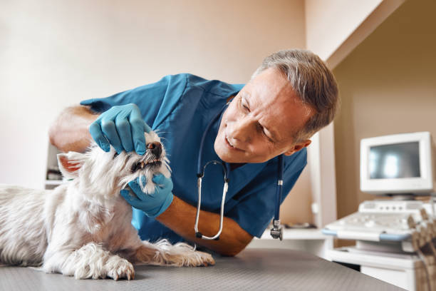 Best Emergency Care for Gum Disease in Camano, WA